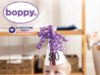 chicco boppy